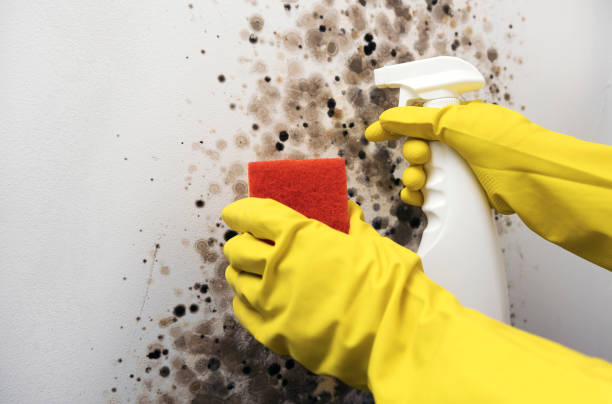 Best Toxic Mold Removal  in Warsaw, KY